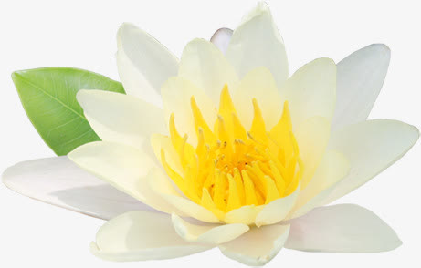 白色荷花毛笔字花朵免抠