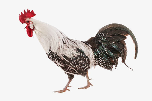 走地鸡矢量免抠