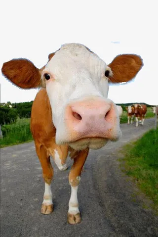 草原上母牛免抠