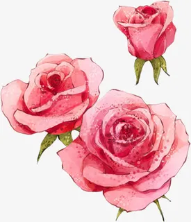 三朵玫瑰玫瑰花免抠