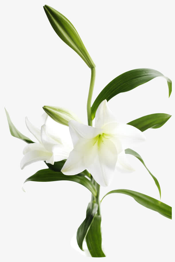 绿色枝干 白色花朵png素材免抠