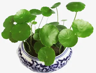 积雪草将充满整个容器免抠