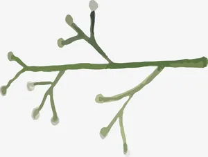手绘树枝PNG下载免抠