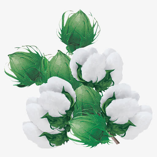 棉花免抠