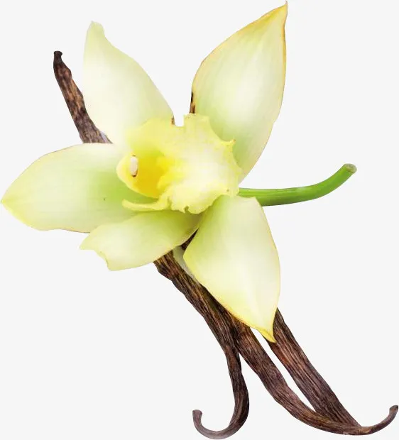 香草豆荚花朵免抠
