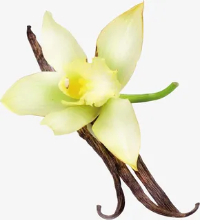 香草豆荚花朵免抠 香草豆荚花朵免抠