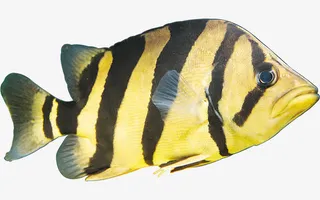 热带观赏鱼免抠