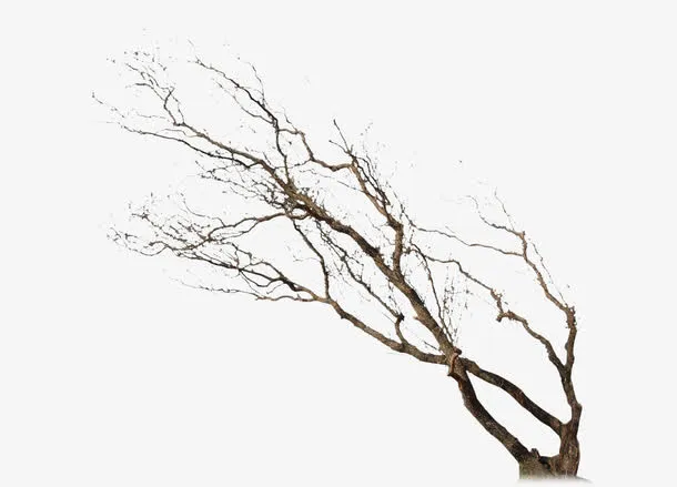 枯树 无叶免抠
