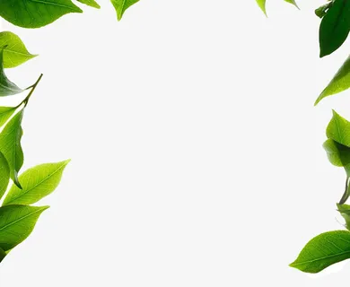 叶子边框免抠 叶子边框免抠