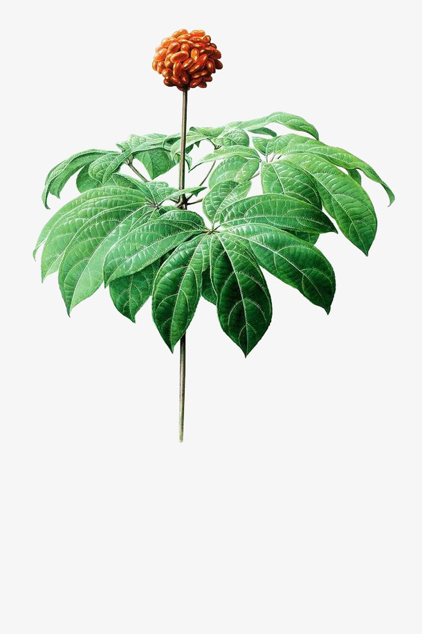 三七 田七 超好看的田七免抠