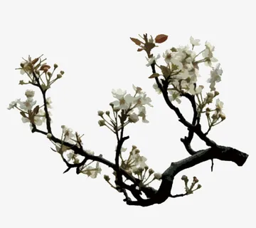 树枝上盛开的梨花免抠
