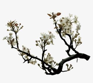 树枝上盛开的梨花免抠