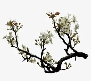 树枝上盛开的梨花免抠