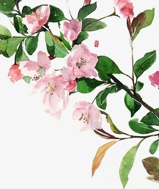手绘粉色海棠免抠