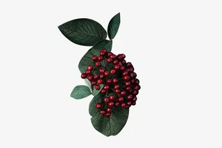 春天绿色花草小花小草免抠