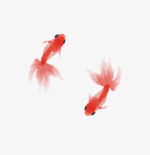 红色金鱼免抠