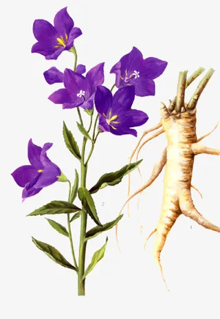 桔梗花结构图片素材免抠