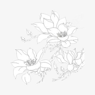 中国风美丽绽放玉兰花免抠