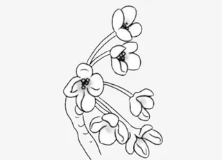 简单画桂花花瓣矢量图免抠