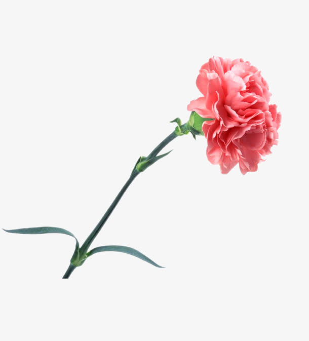 花卉元素免抠