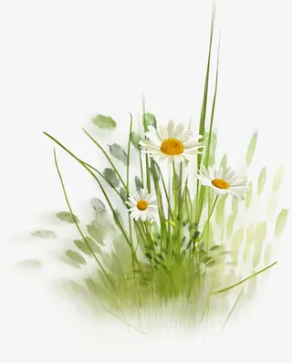 白色小雏菊花丛植物免抠