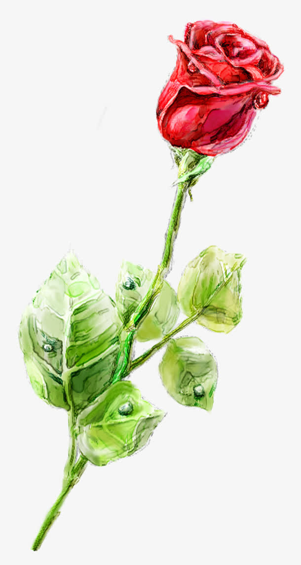 彩铅手绘素描小清新简约红玫瑰免抠