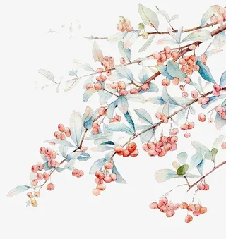 PNG植物装饰免抠