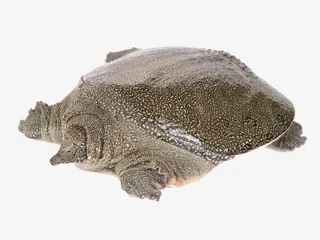 实物甲鱼免抠