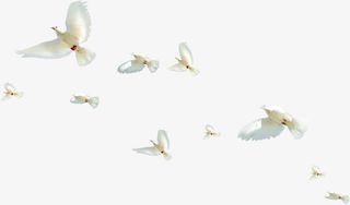 白色唯美纯洁白鸽免抠