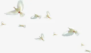 白色唯美纯洁白鸽免抠