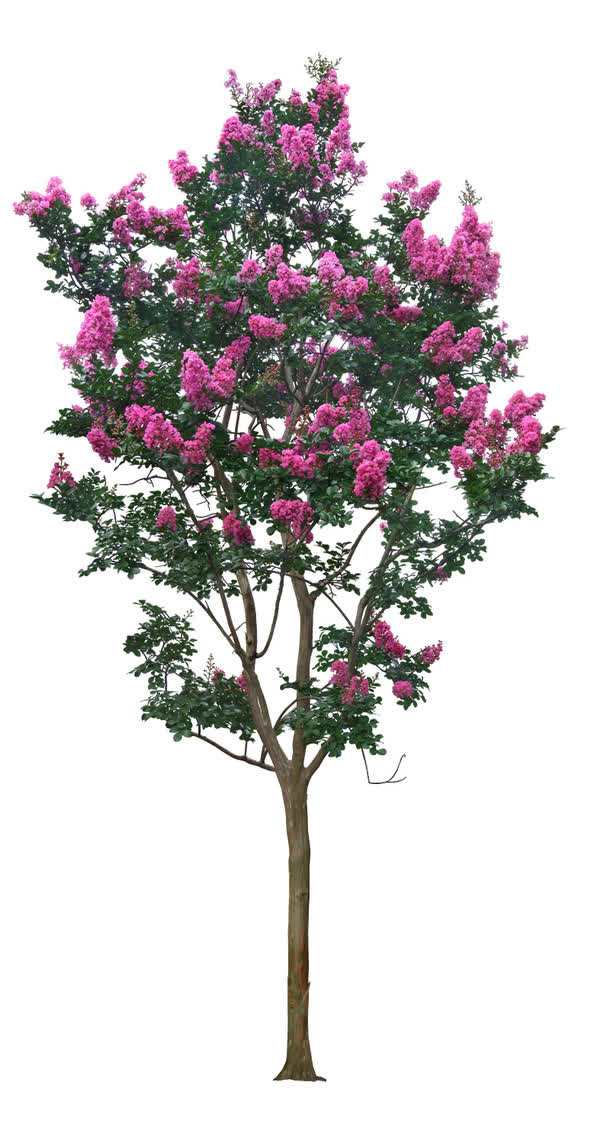 紫薇花树免抠