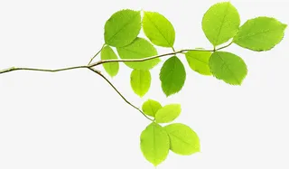 高清春季黄绿色树枝装饰免抠