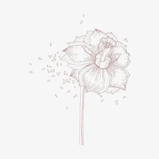 线稿花素材矢量图免抠