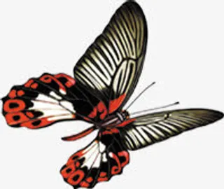 飞舞的蝴蝶七夕情人节免抠