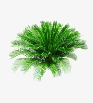 植物免抠