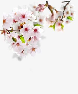 粉色优雅梅花盛开免抠