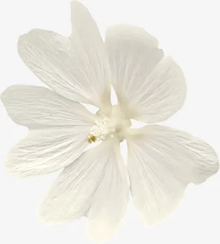 质感纹理质感纹理图片免抠