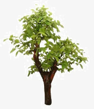 春天的小树免抠