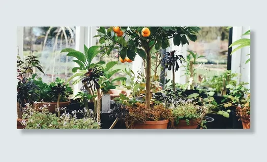 绿色植物背景高清 绿色植物背景高清