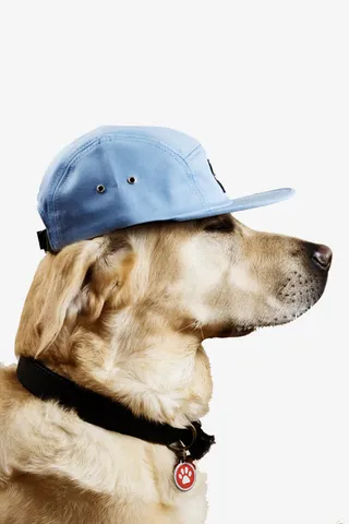 戴帽子狗狗免抠