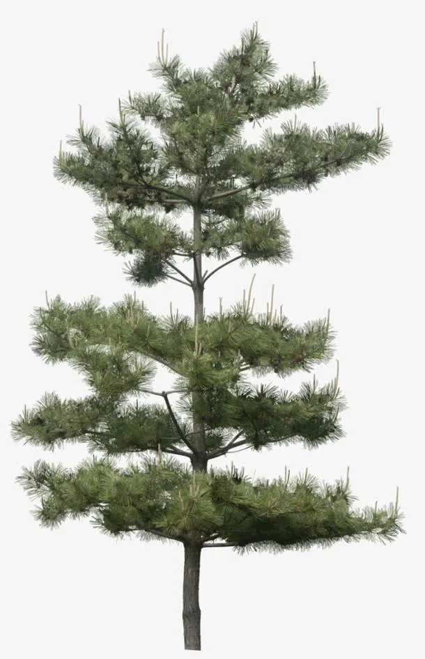 立面树松针松树免抠
