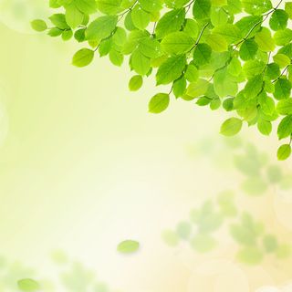 小清新春天绿叶主图高清