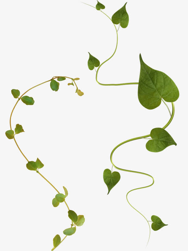 绿色植物免抠