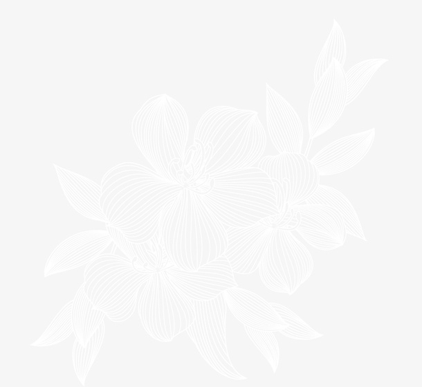 手绘白色线稿花卉叶子免抠