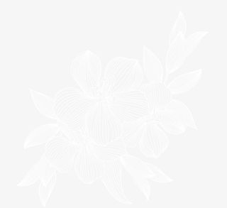 手绘白色线稿花卉叶子免抠