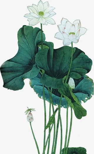 手绘荷花中国风素材免抠