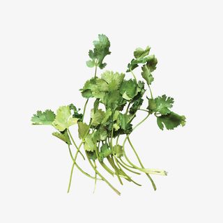 绿色的香菜免抠