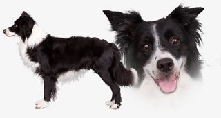 边牧侧面全身及脸部特写免抠