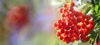 风景红果绿叶背景高清