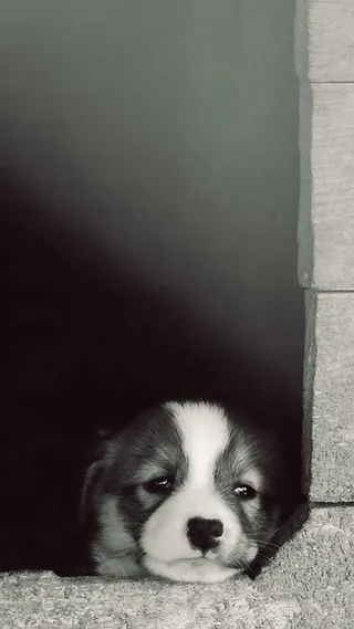 沉思动物黑白H5高清